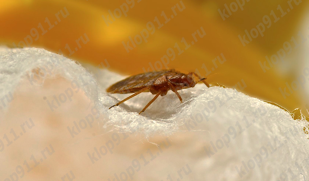 Parasittens krop er flad.