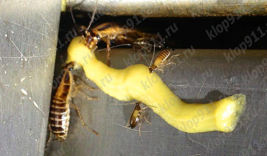 Kakerlakker spiser gel