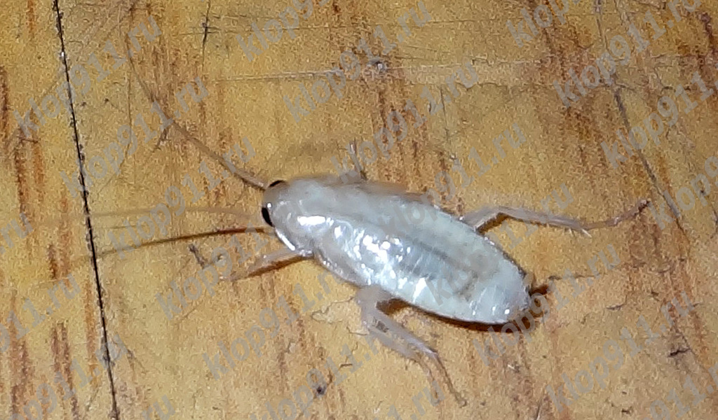 Albino-kakerlak