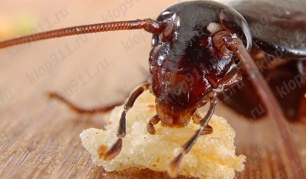 Kakerlak spiser brød (makrofotografi)