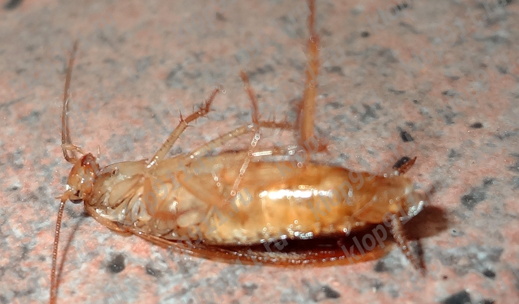 Død kakerlak