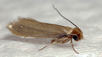 Møl